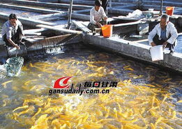 提高漁用飼料養(yǎng)殖效果應(yīng)注意的幾個(gè)問(wèn)題