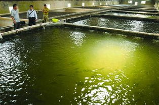 即墨首次引進(jìn)4000尾鰣魚 年耗10余萬(wàn)飼料背后的產(chǎn)業(yè)新篇